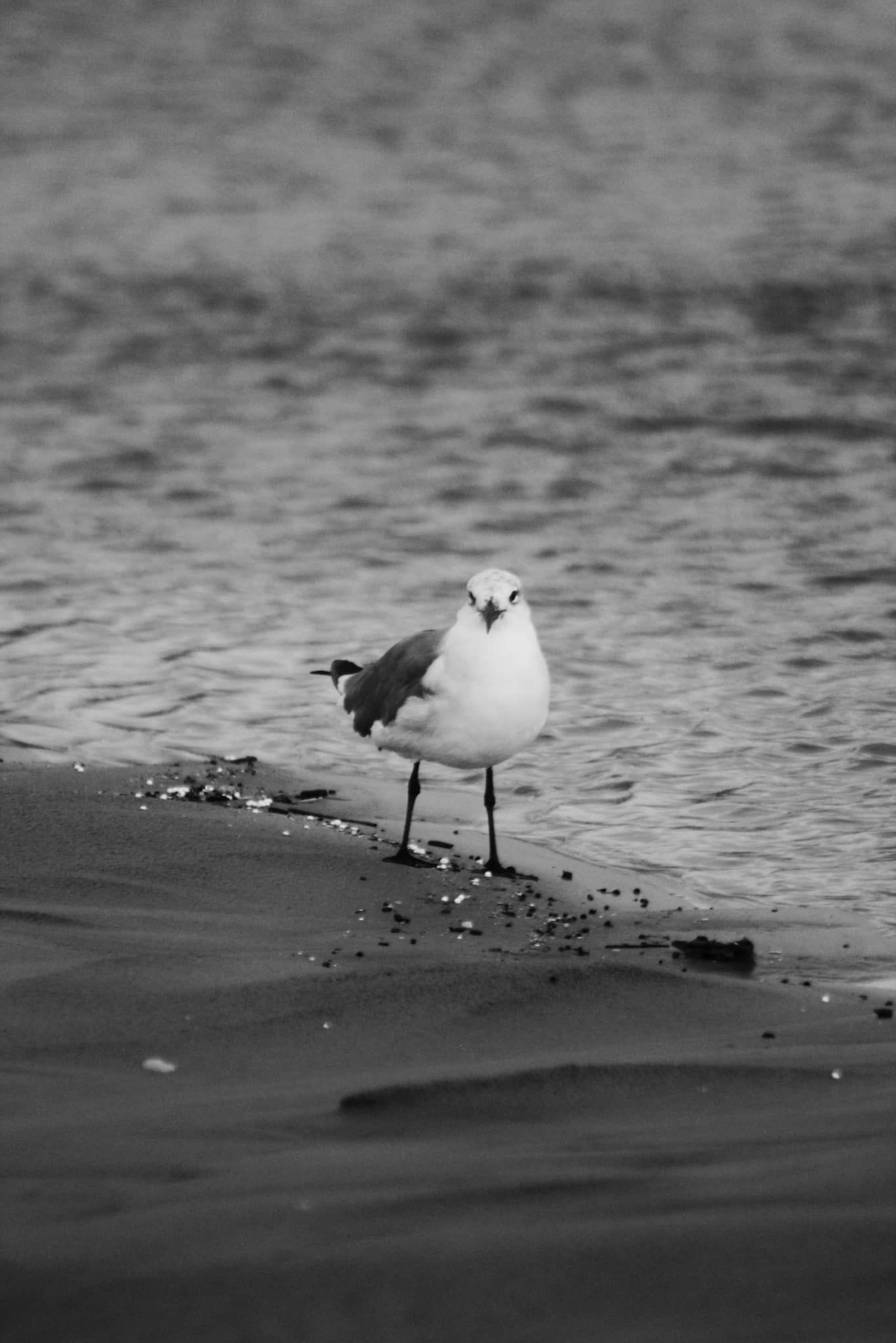 Black and white photograph of seagull standing on wet beach sand.