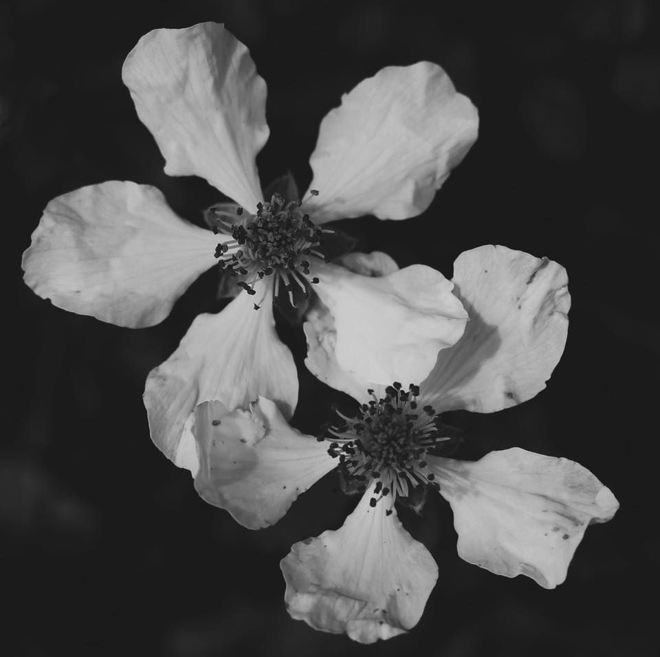 Black and white macro photograph of two delicate white flower blossoms.