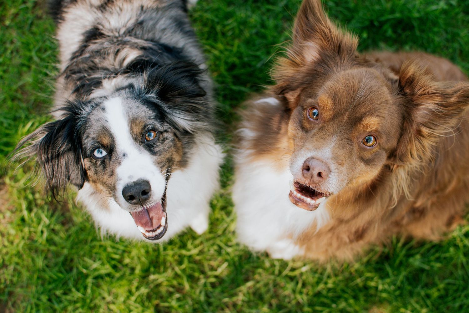 Two australian shepherd dogs sitting in a grass and staring at the camera for pet photography in Connecticut.