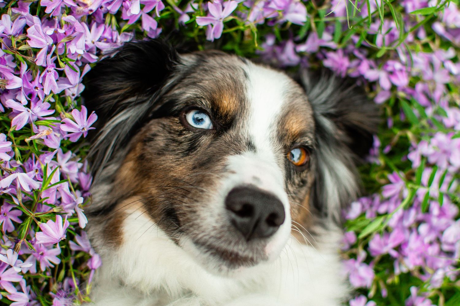 Australian Shepherd dog sitting in a flower field for pet photography in Connecticut.