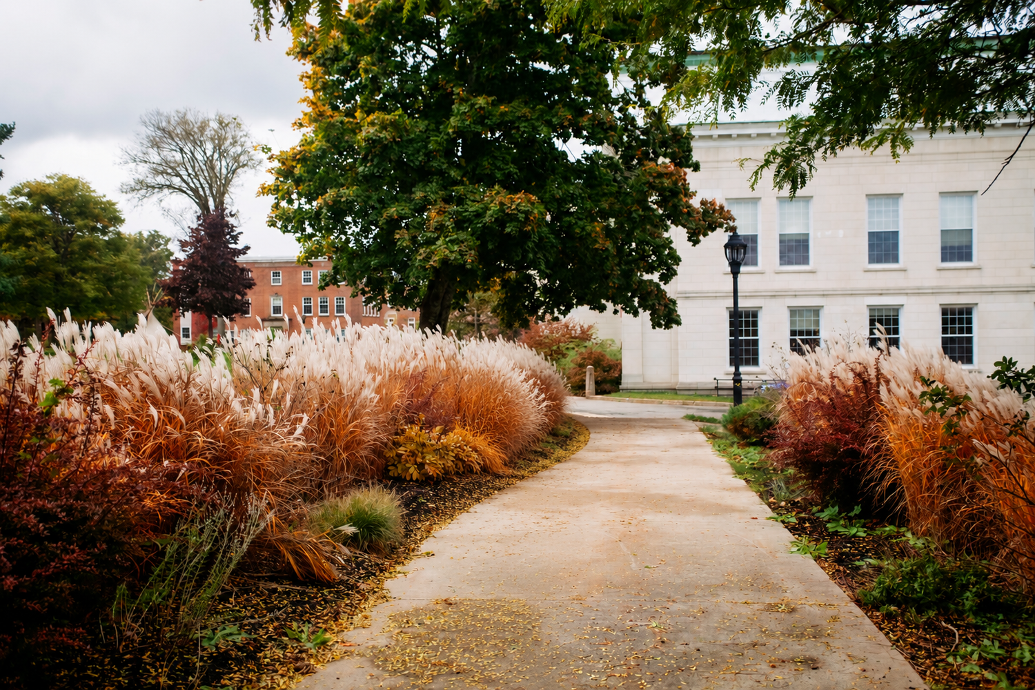 Autumn garden path lined with ornamental grasses in warm hues, leading to a white historic building.