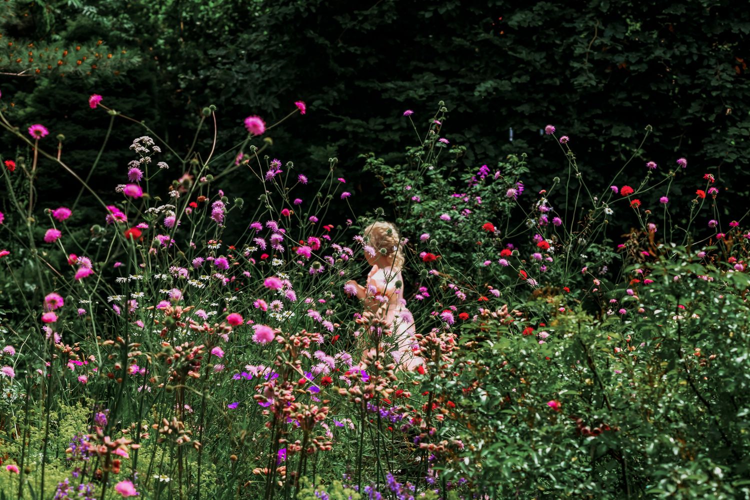 A young child in a floral dress stands among vibrant pink blooms and wildflowers in a lush garden.