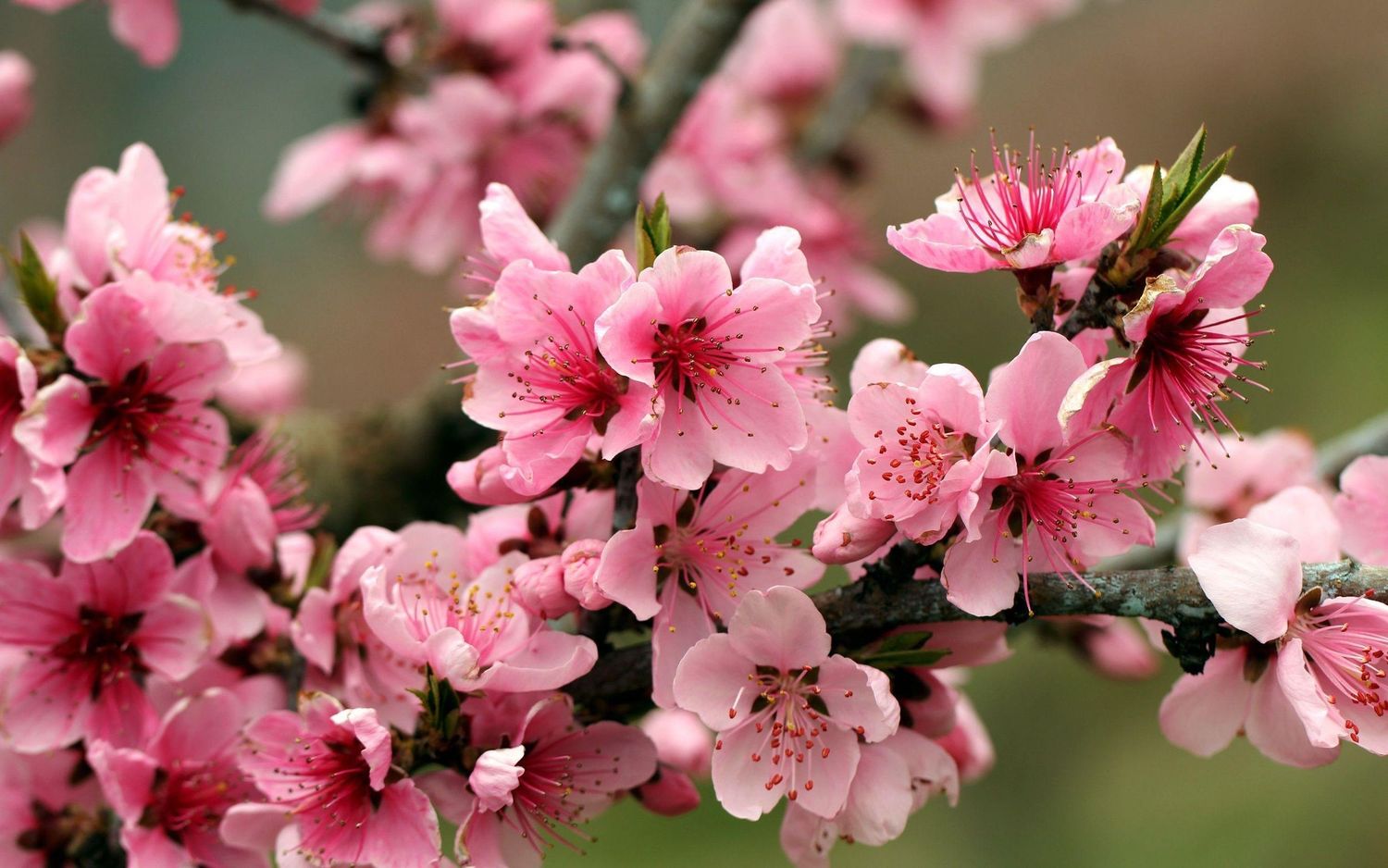 Annapolis valley Pink apple blossom flowers blooming on tree branches in spring, with delicate petals and green bokeh background.