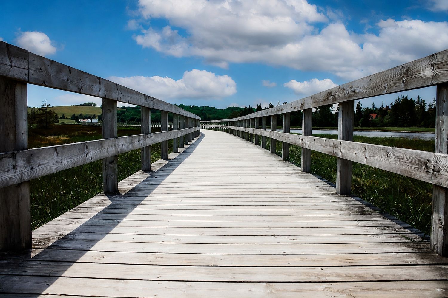 A long wooden boardwalk stretches into the distance under a blue sky with fluffy white clouds.