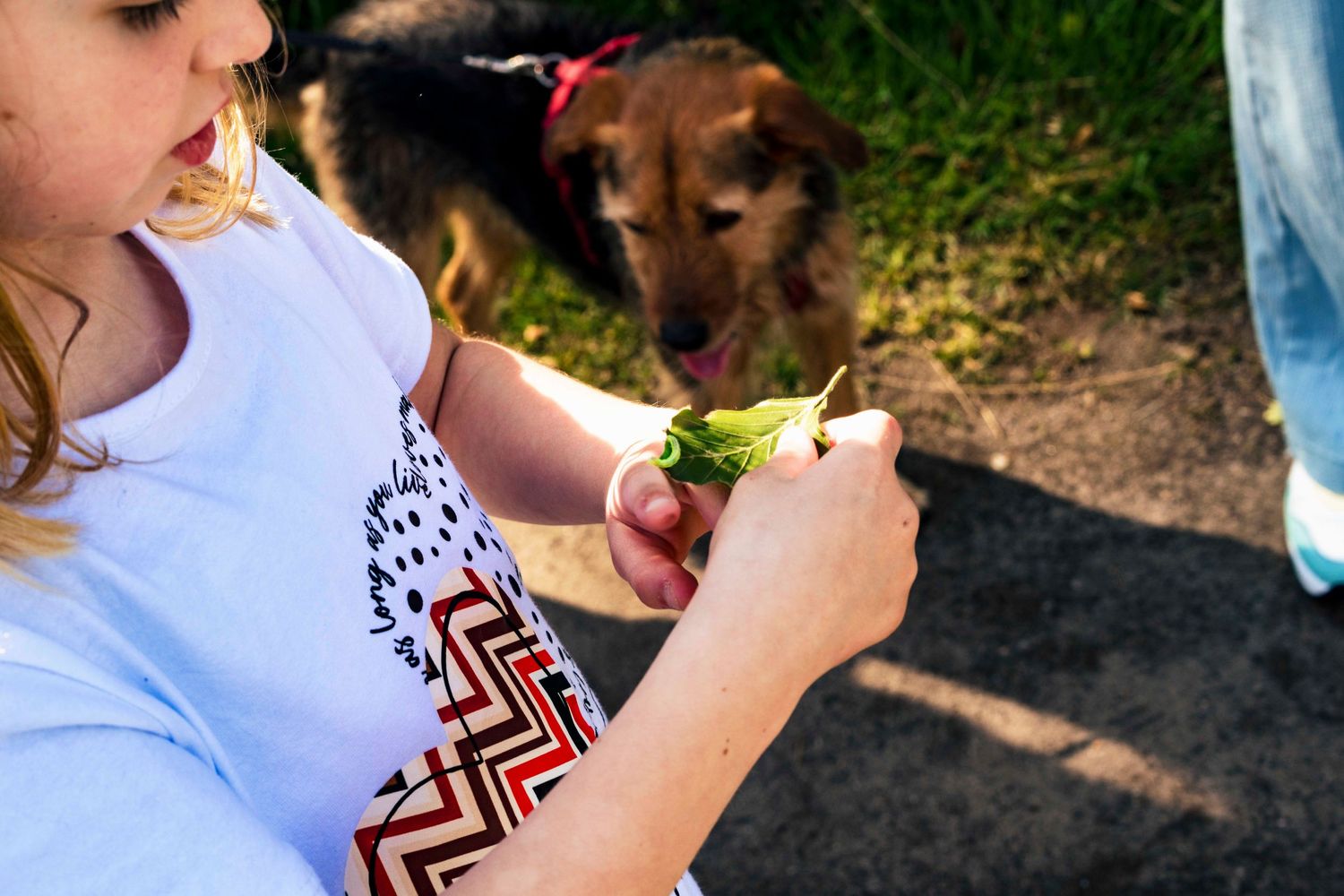 Close-up of hands holding food with curious dog watching in background.