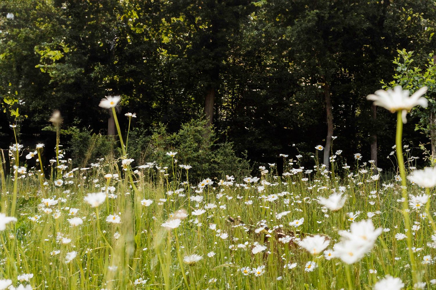 Field of white daisies blooming in sunlit summer meadow with forest backdrop.
