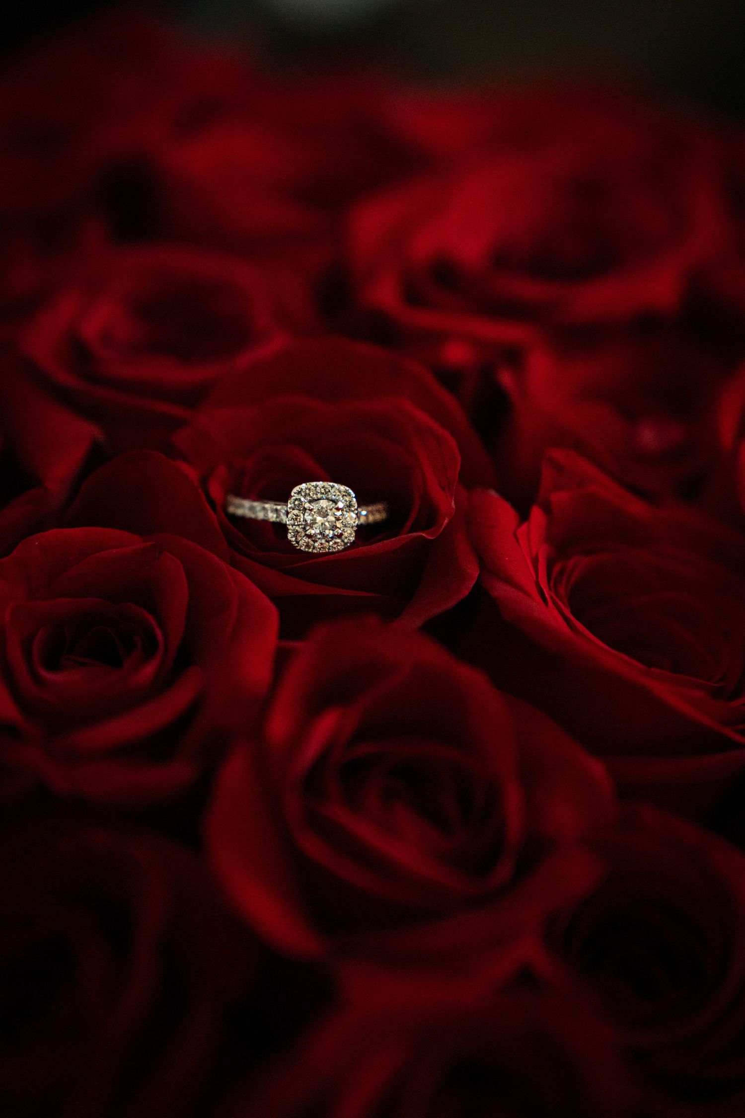 Diamond halo engagement ring resting elegantly among deep red roses in a romantic arrangement in Woodburn, Oregon.