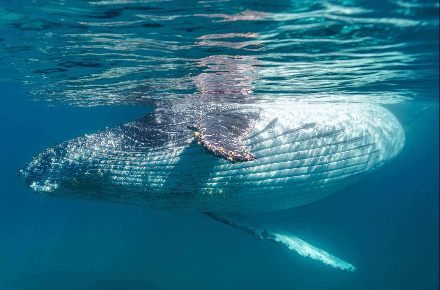 Underwater view of a majestic whale swimming near the ocean's surface with sunlight filtering through.