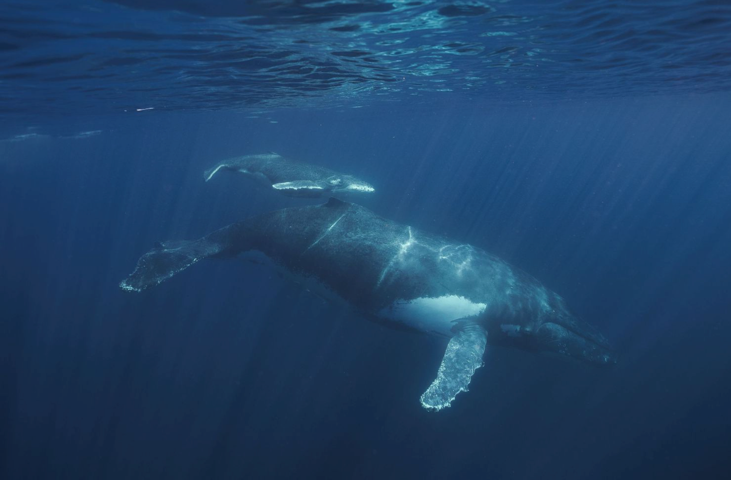 Deep blue underwater scene featuring multiple whales swimming in formation through crystal clear waters.