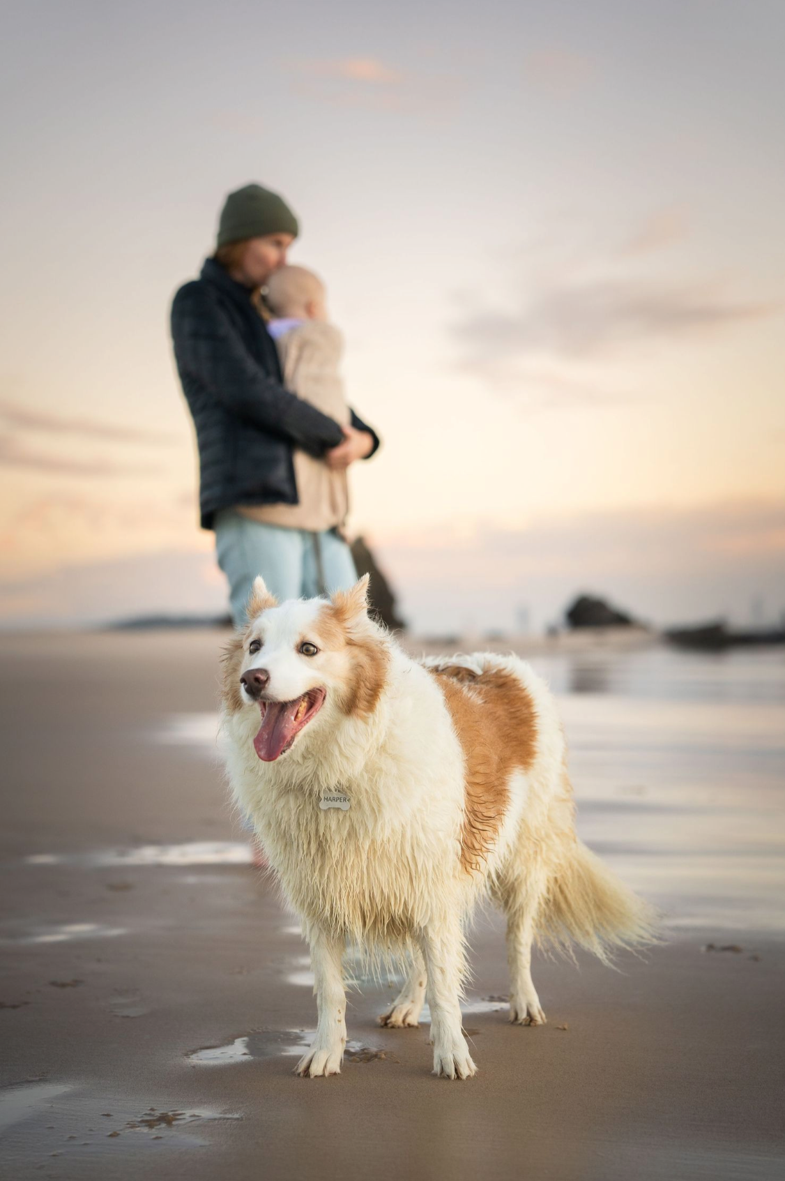 Happy fluffy dog playing on a misty beach at sunset with its owner in the background.