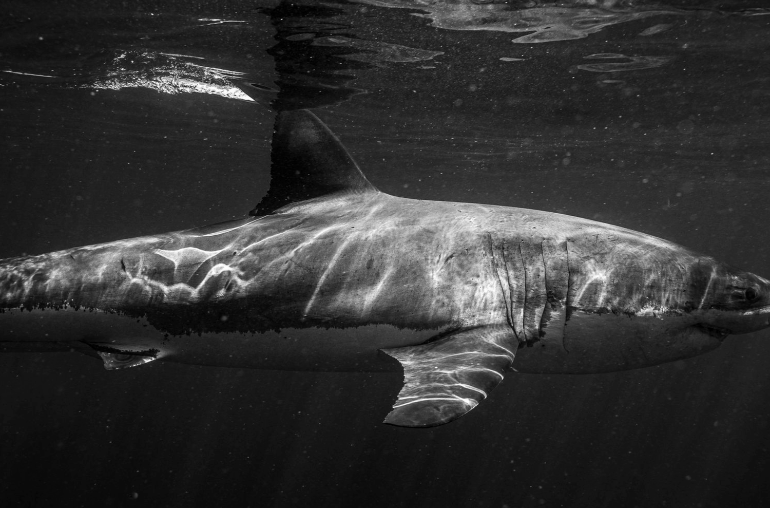 Black and white underwater photograph showing the graceful silhouette of a large whale in motion.