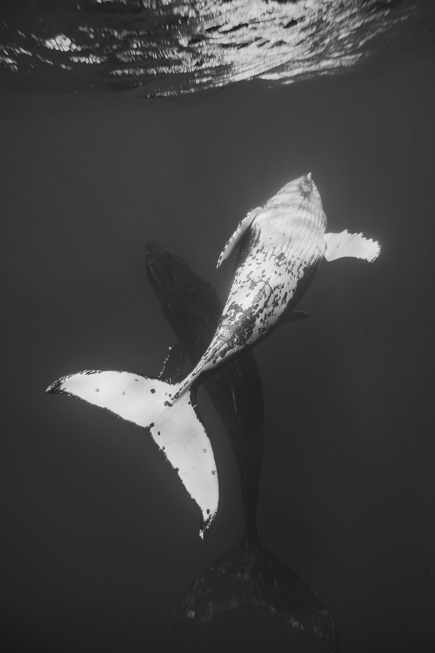 A sequence of black and white underwater photographs showing a stingray swimming gracefully through dark waters.
