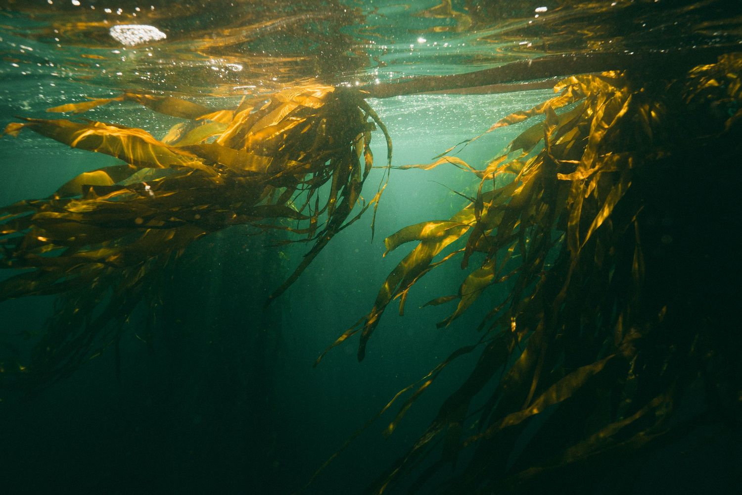 Underwater view of kelp forest swaying in golden sunlit waters.