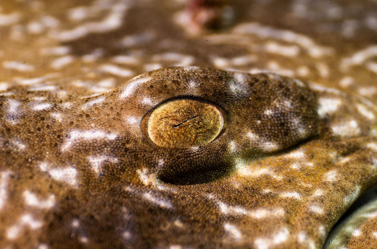 Close-up macro shot of a spotted fish skin texture with golden brown coloration.