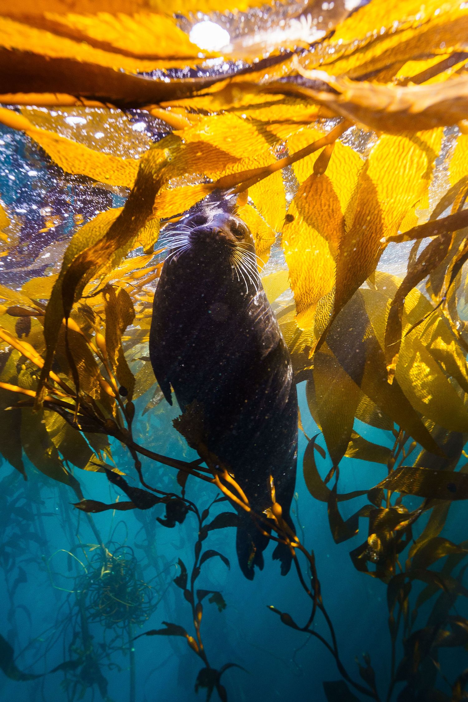 Underwater view of golden kelp forest canopy swaying against deep blue water with sunlight filtering through the fronds.
