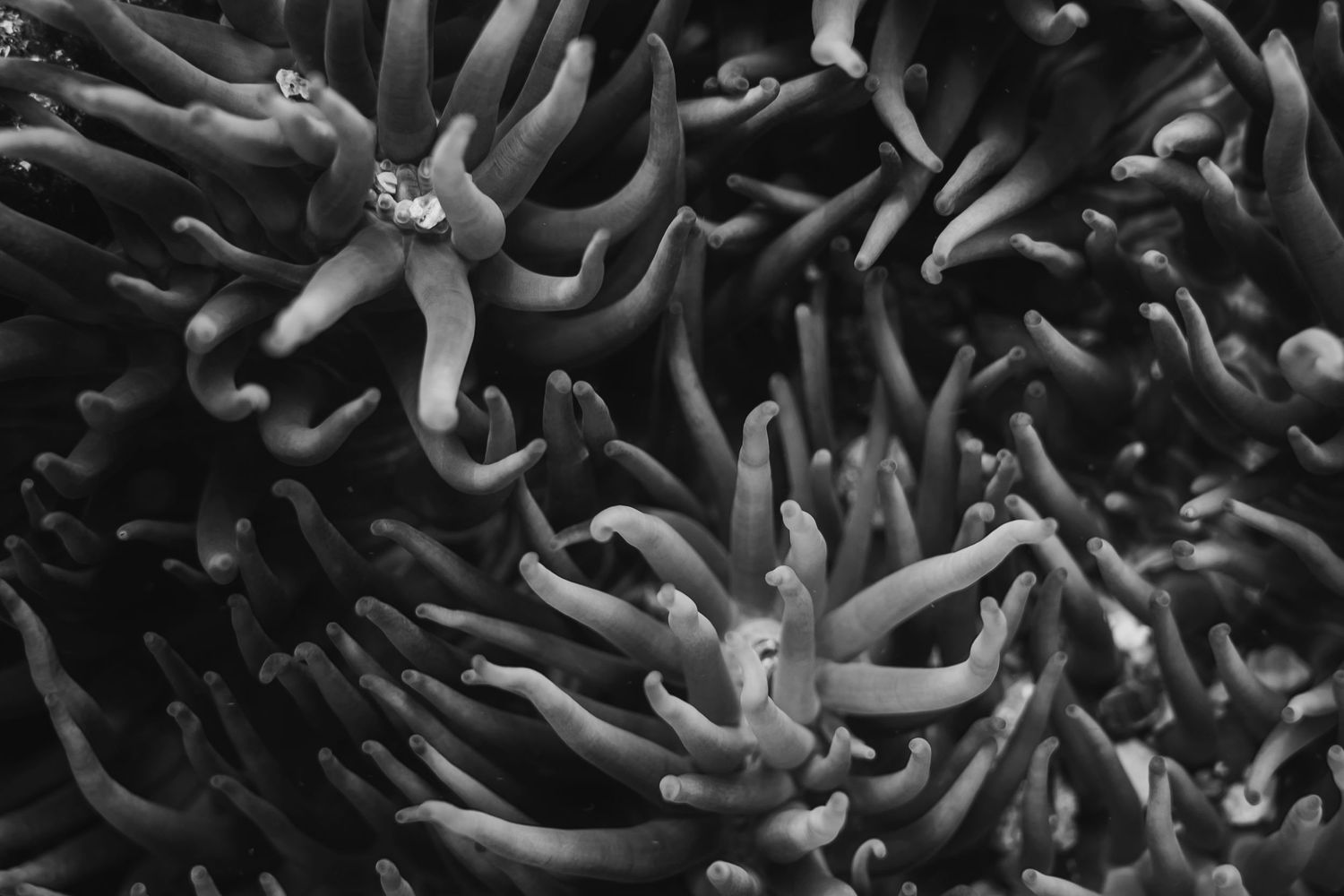 Black and white macro photograph shows a cluster of coral polyps with tentacles swaying in underwater current.