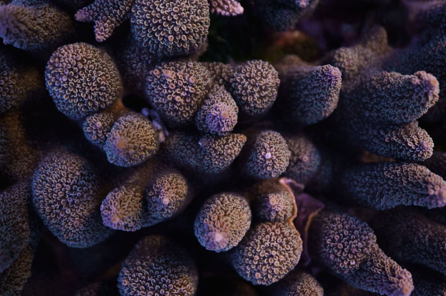 Purple coral formations with intricate textured patterns covering the ocean floor.