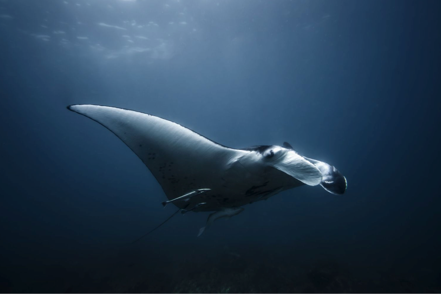 Manta rays gliding through dark blue ocean waters creating elegant silhouettes against dim lighting.
