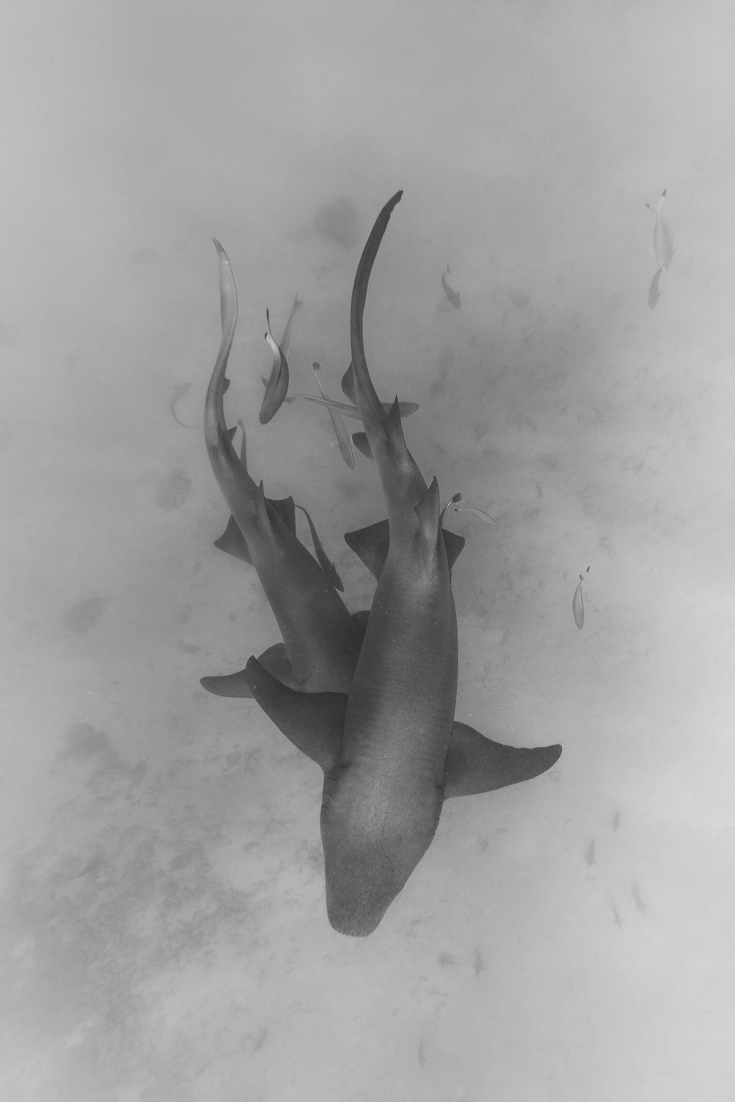 A sequence of five black and white photographs showing a silhouette of a fish swimming through murky waters.