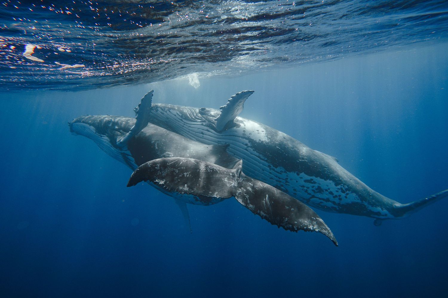 Pod of dolphins swimming gracefully through clear blue ocean waters.