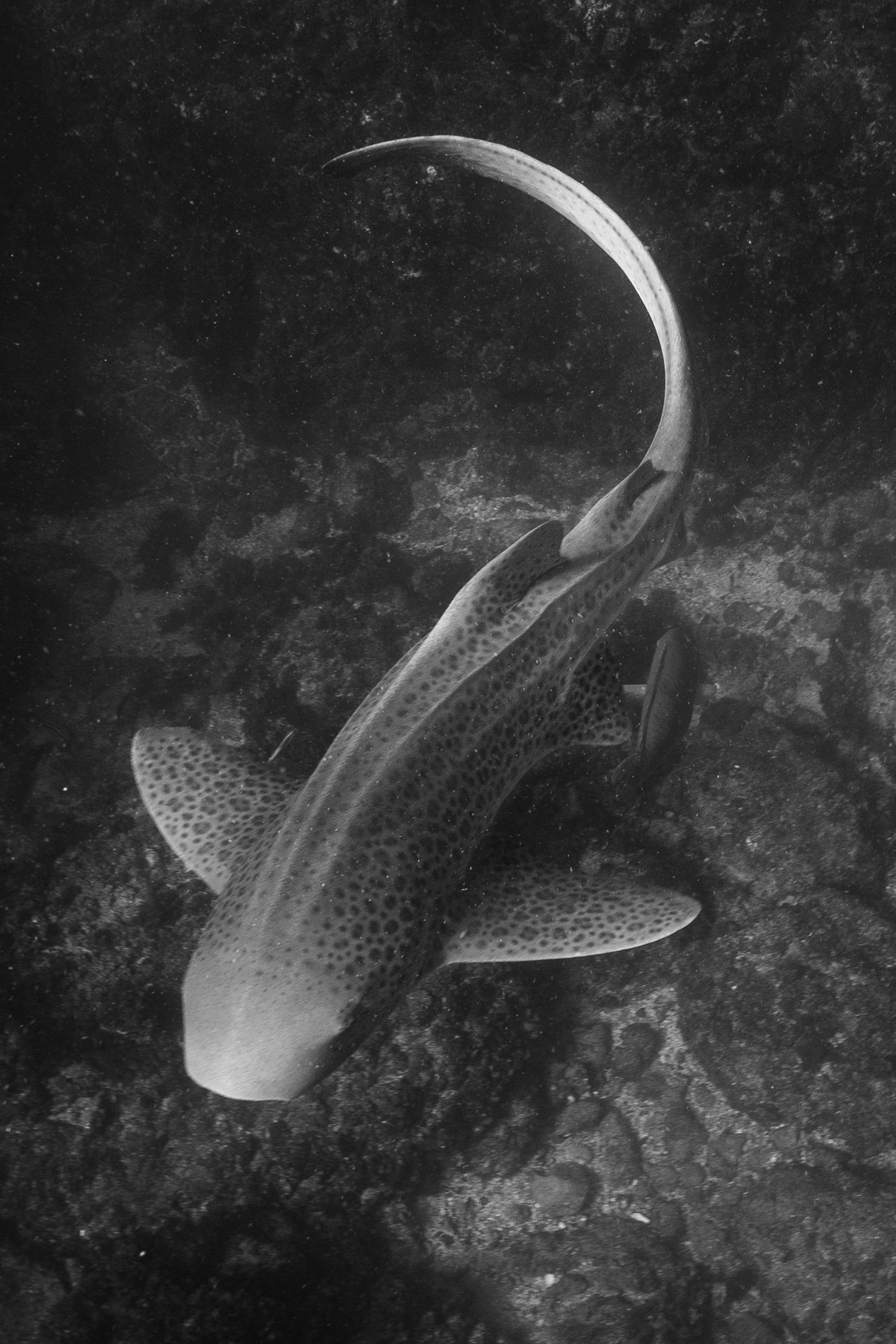 A spotted eagle ray glides gracefully through dark waters near a rocky reef formation.
