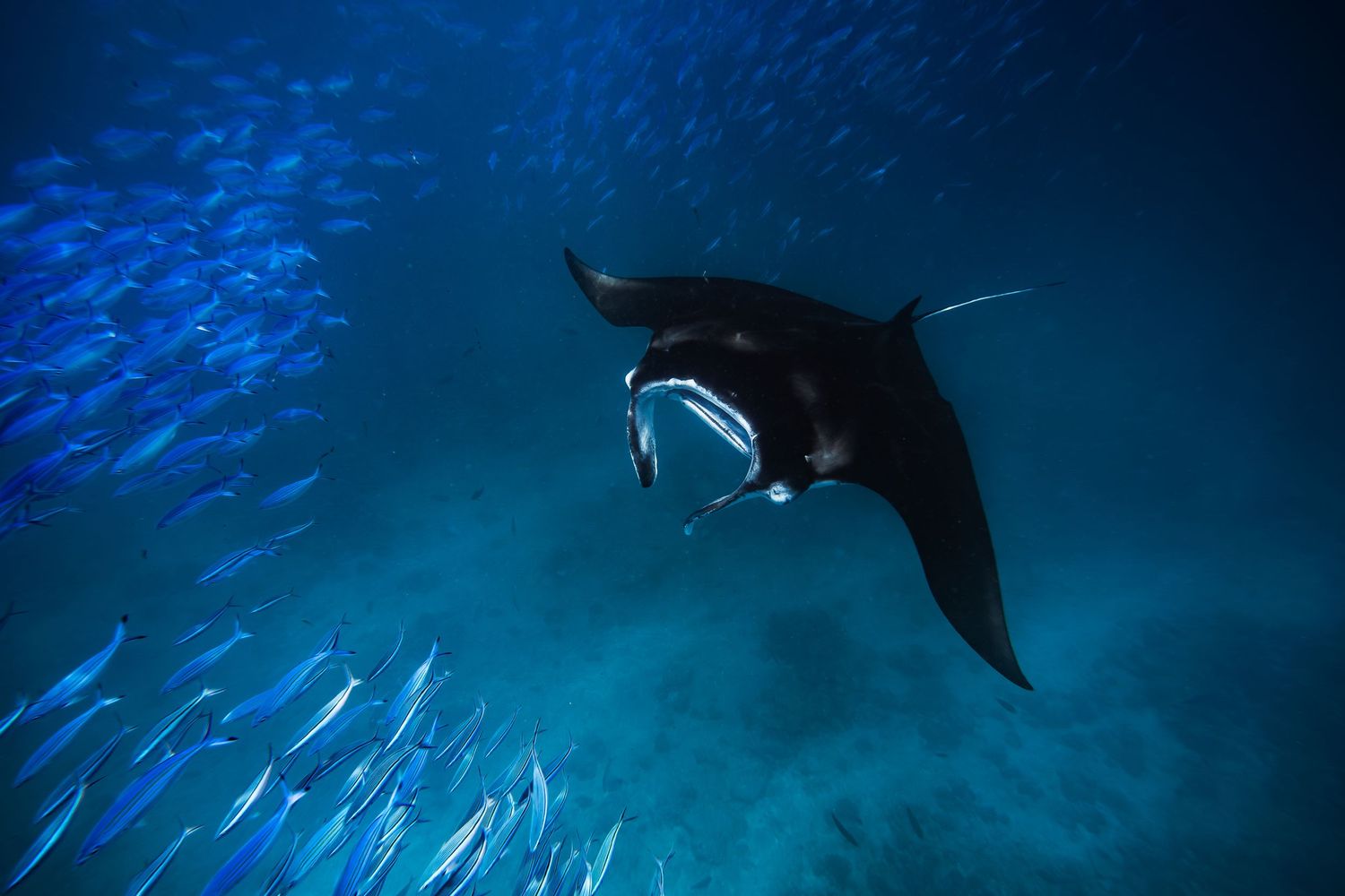 A group of dolphins swim gracefully through crystal clear blue ocean waters as sunlight filters down from above.