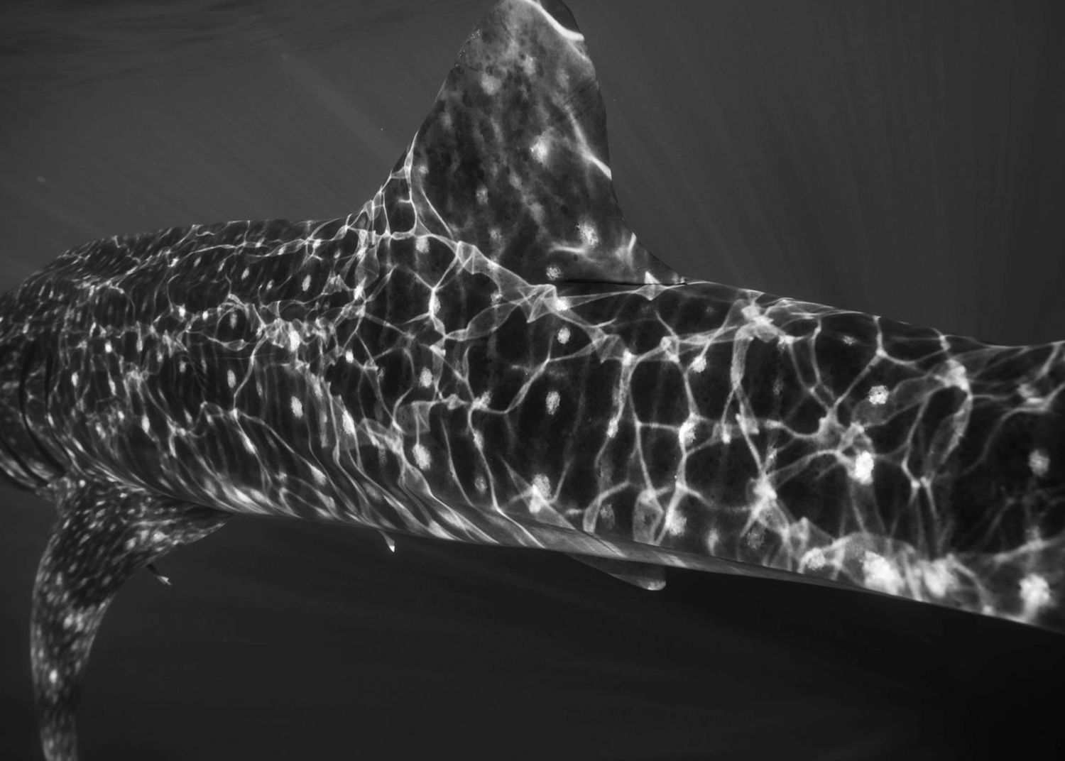 Black and white photograph showing the distinctive spotted pattern of a whale shark's skin.