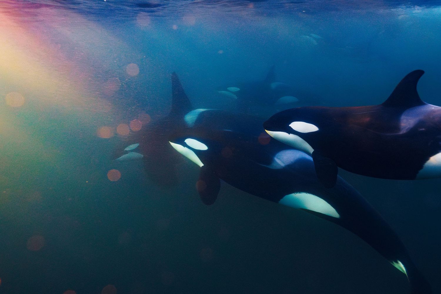 Silhouettes of marine life swimming beneath blue ocean surface with sunbeams.