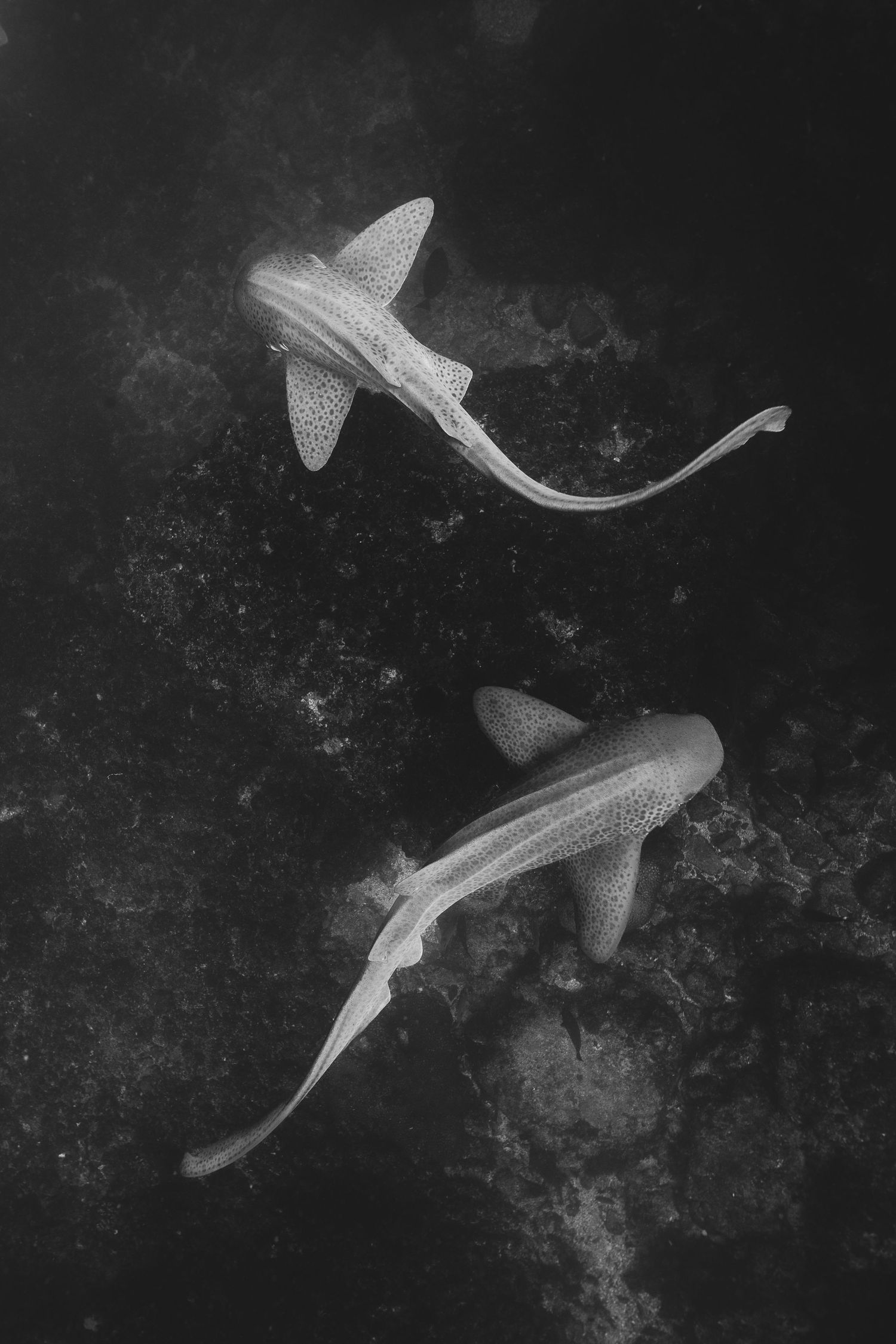 Black and white underwater photographs of swimming sharks in a dark ocean environment show their graceful movements.