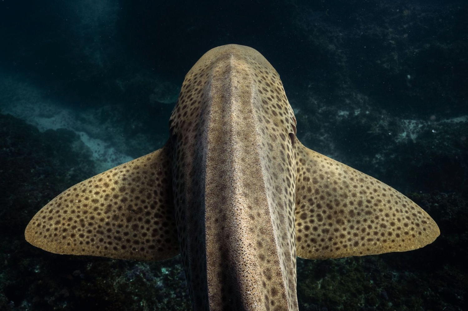 Close-up detail of a whale shark's spotted skin pattern underwater.