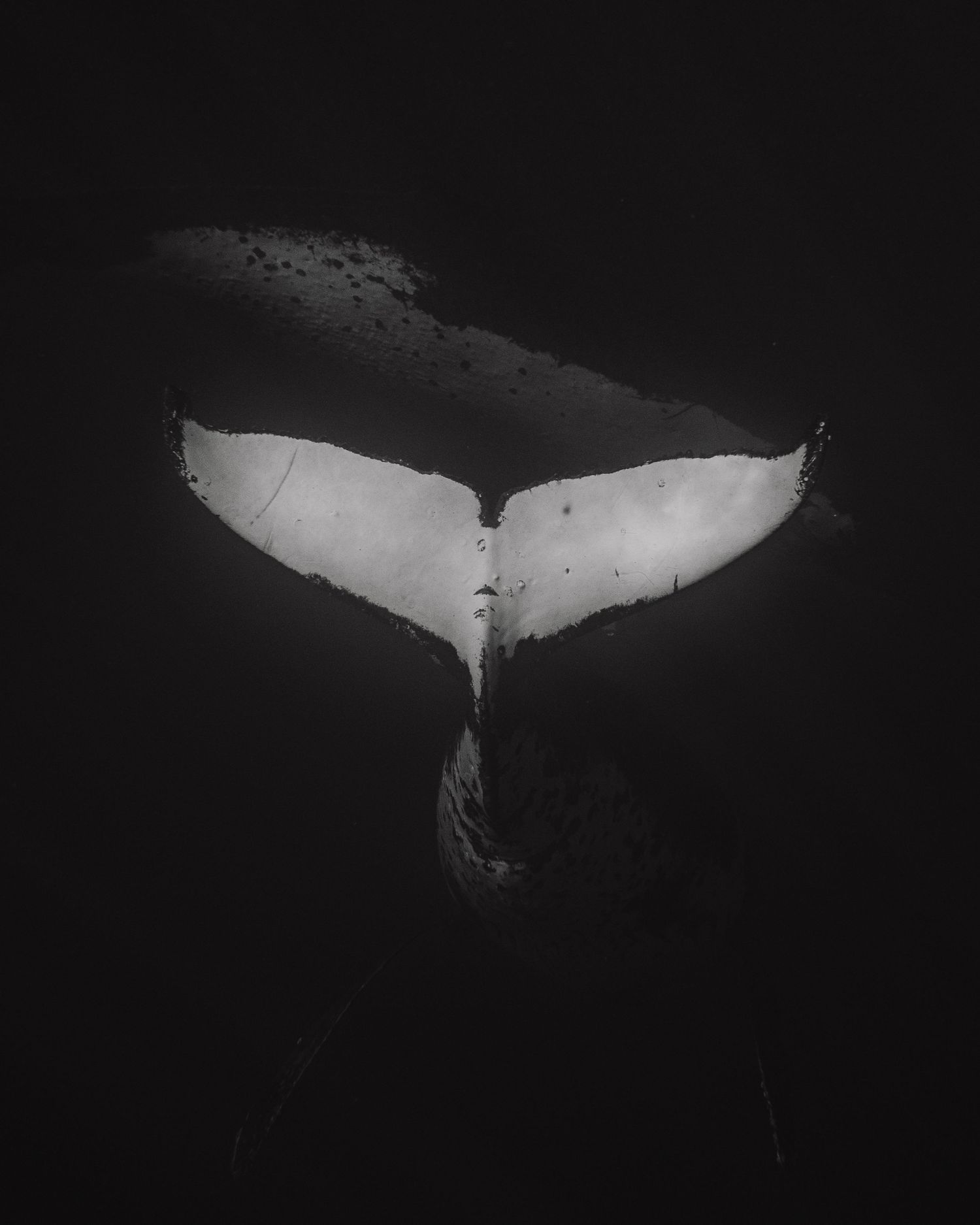 A series of black and white photographs showing a manta ray swimming gracefully underwater in dark waters.