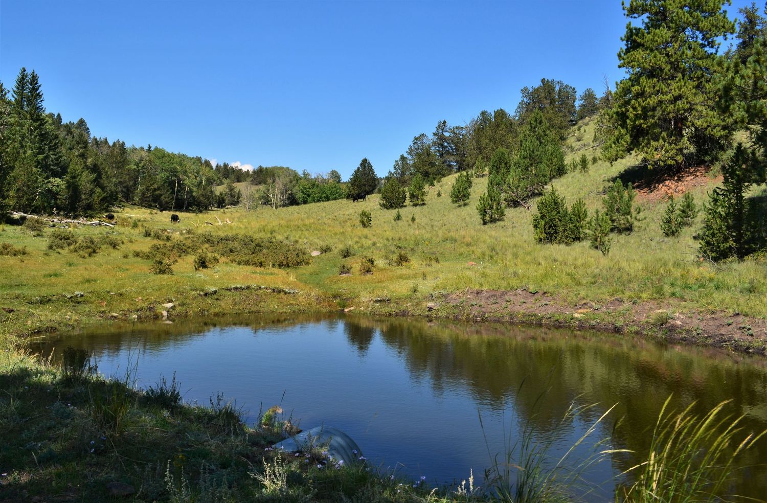 Serene Colorado mountain pond on a ranch reflecting blue sky surrounded by lush green meadows and pine trees on a clear sunny day.