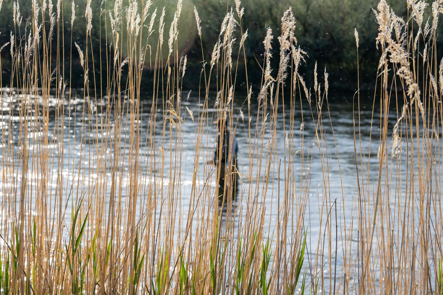 Golden reeds and tall grasses growing along the edge of a shimmering lake in soft natural light.