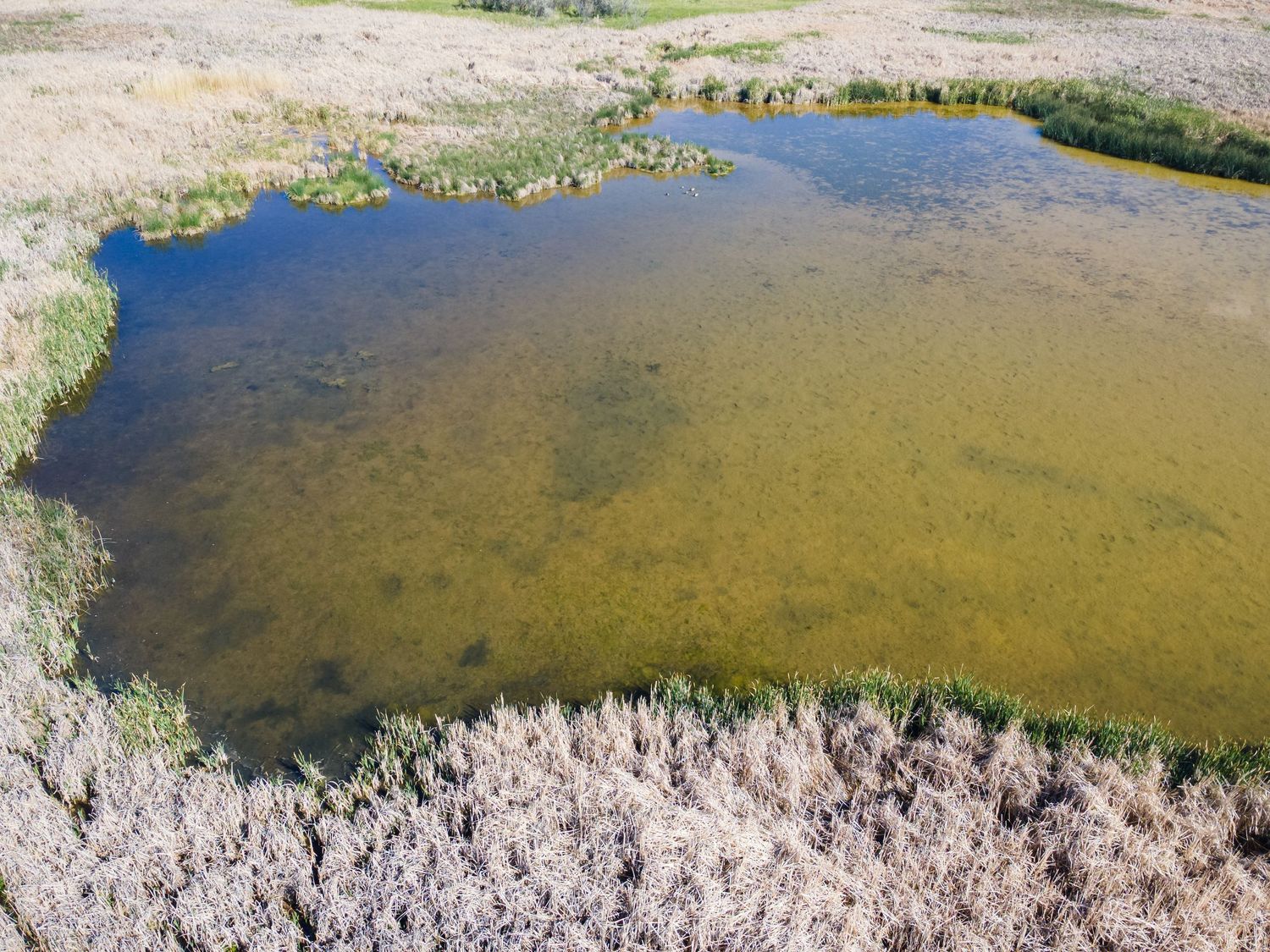 Aerial view of a shallow pond with green algae surrounded by dry grassland vegetation.