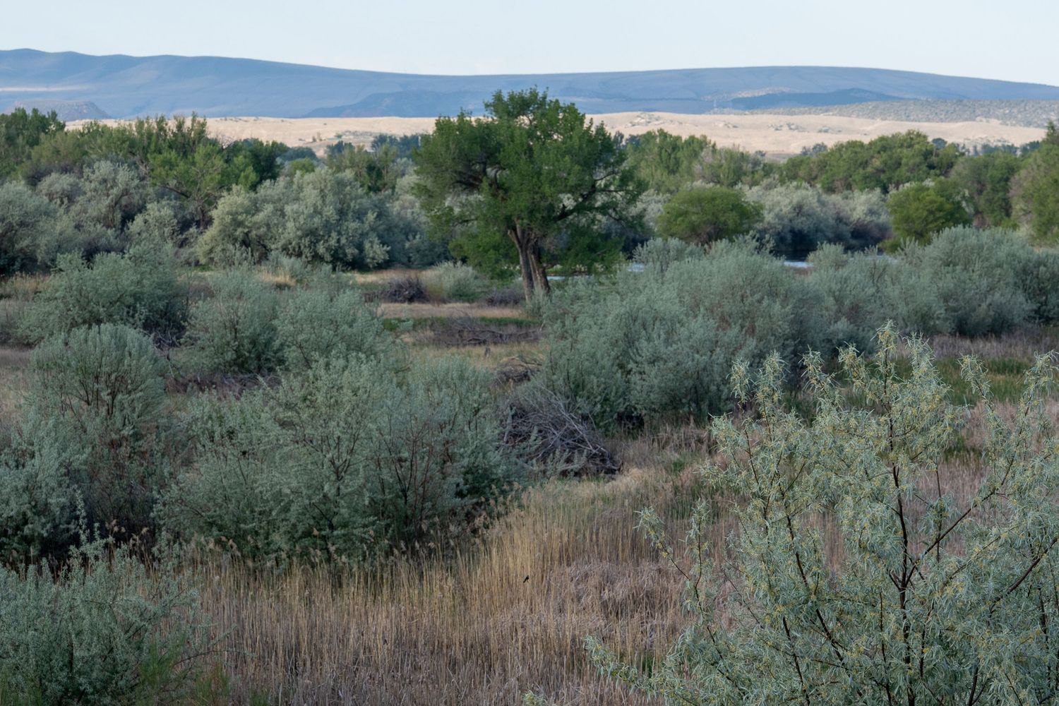 Dense sagebrush and native shrubs landscape with scattered trees and distant mountains under a cloudy sky.