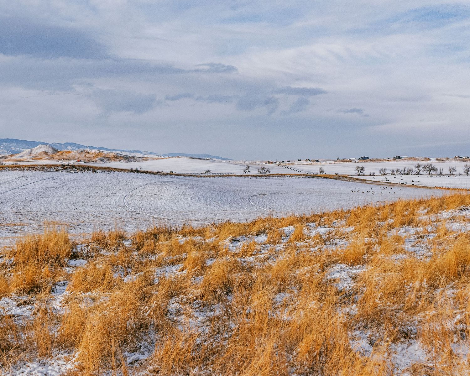 Winter landscape with golden grass poking through snow against cloudy skies.