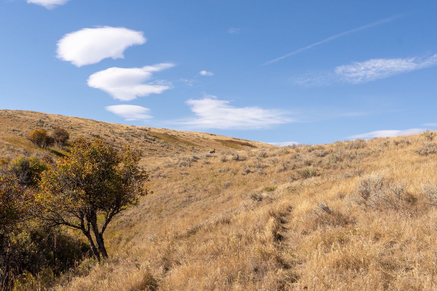 Dry golden grassland hillside with sagebrush, a small tree, and blue sky with wispy clouds in an arid landscape.
