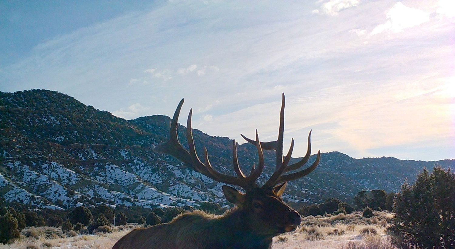 Large bull elk with impressive antlers standing in a snowy mountain landscape under a partly cloudy sky.