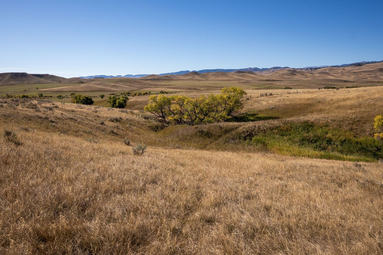 Golden grasslands stretch across rolling hills under a clear blue sky with distant mountains on the horizon.