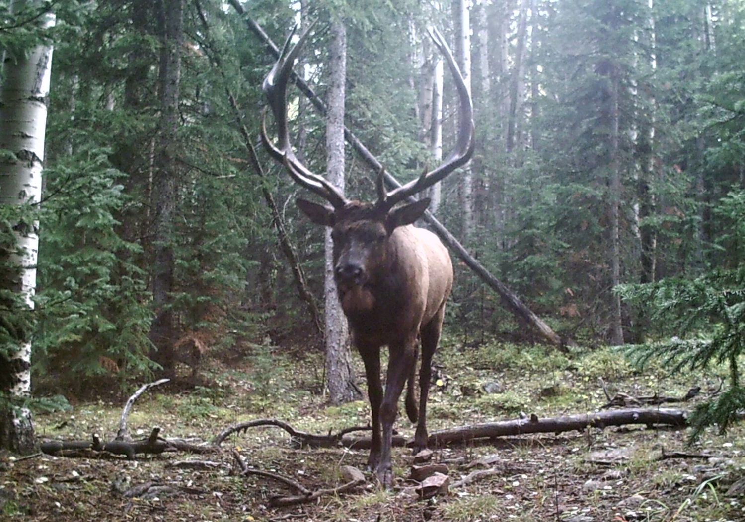 A large bull elk with impressive antlers stands in a dense forest among tall pine trees and fallen logs.