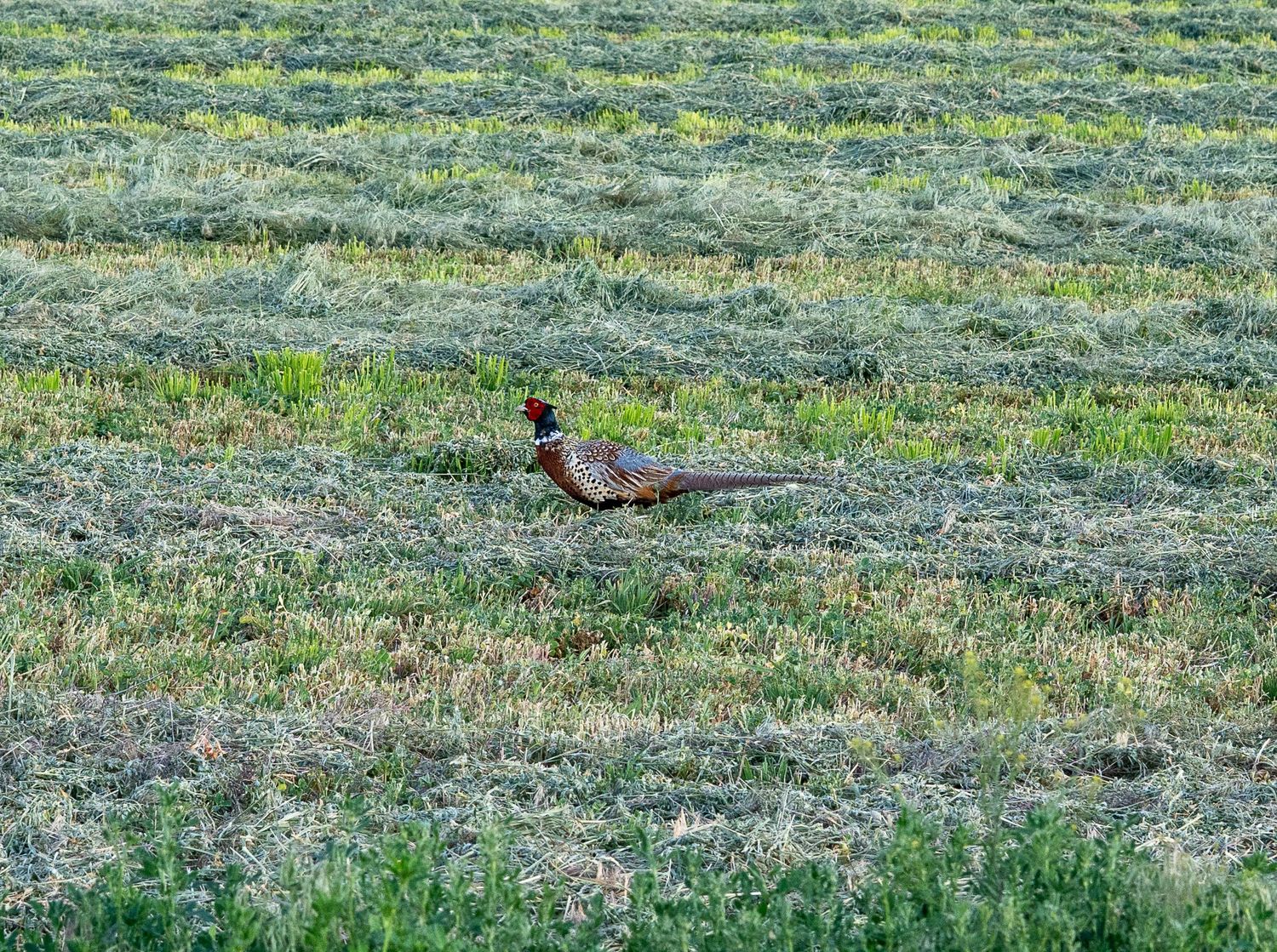 A colorful ring-necked pheasant stands in a lush green mowed grass field in the wild.