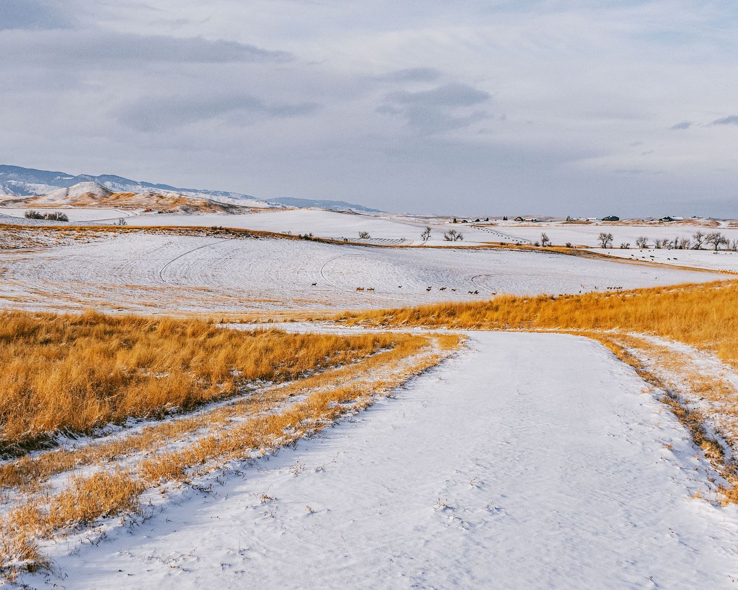 Winter road through snowy grasslands with distant mountains under cloudy sky.