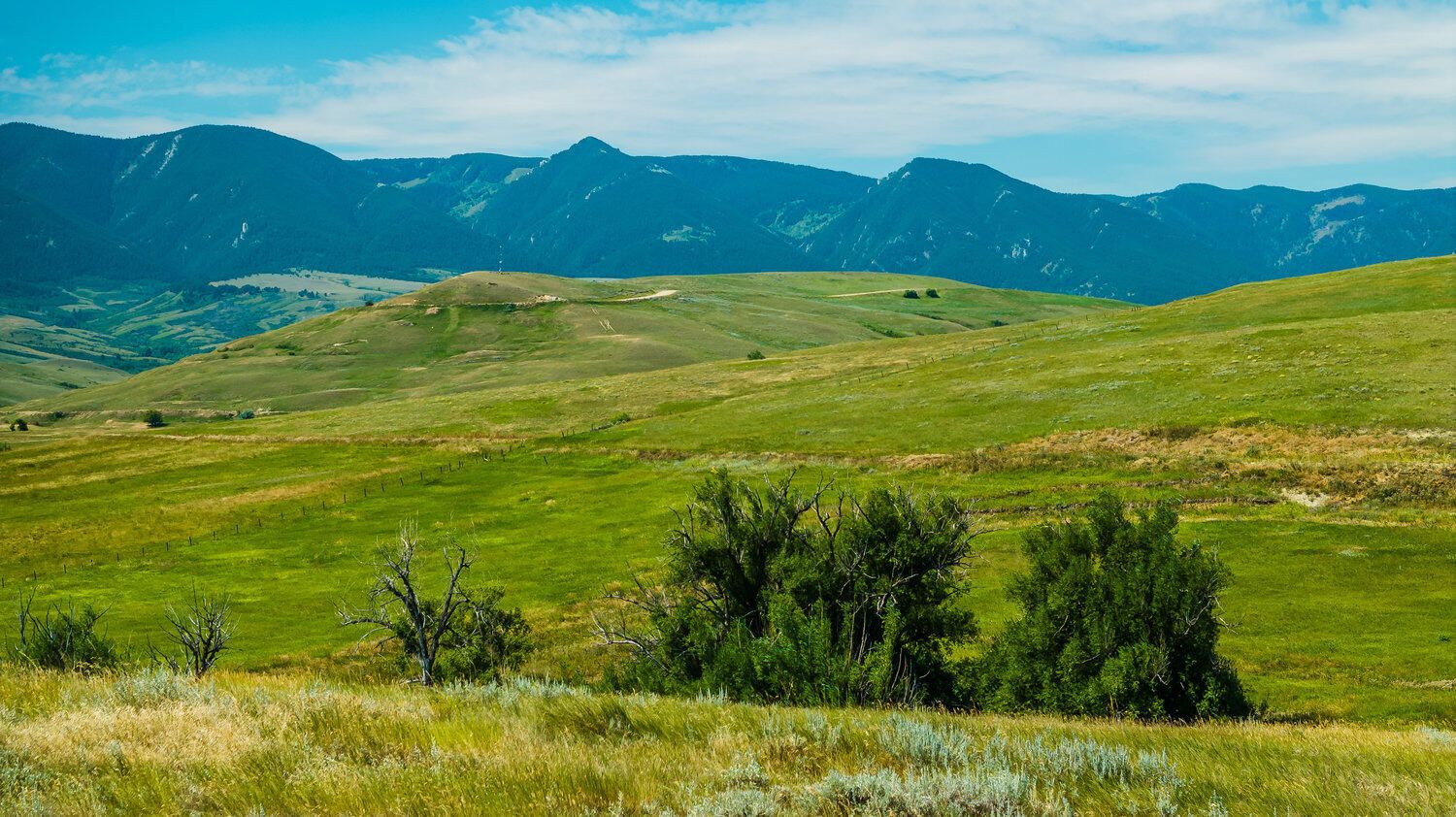 Lush green rolling hills with scattered trees and majestic mountain range under blue sky in scenic countryside landscape.