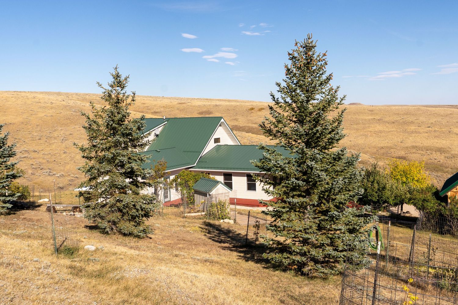 A rural farmhouse with a green metal roof nestled among tall evergreen trees in an open golden prairie landscape.