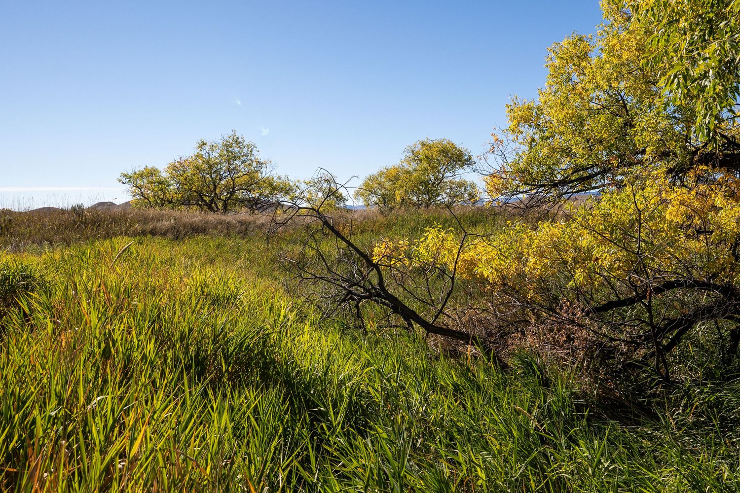 Lush green and yellow grassland with a fallen tree branch, surrounded by golden autumn trees under a clear blue sky.