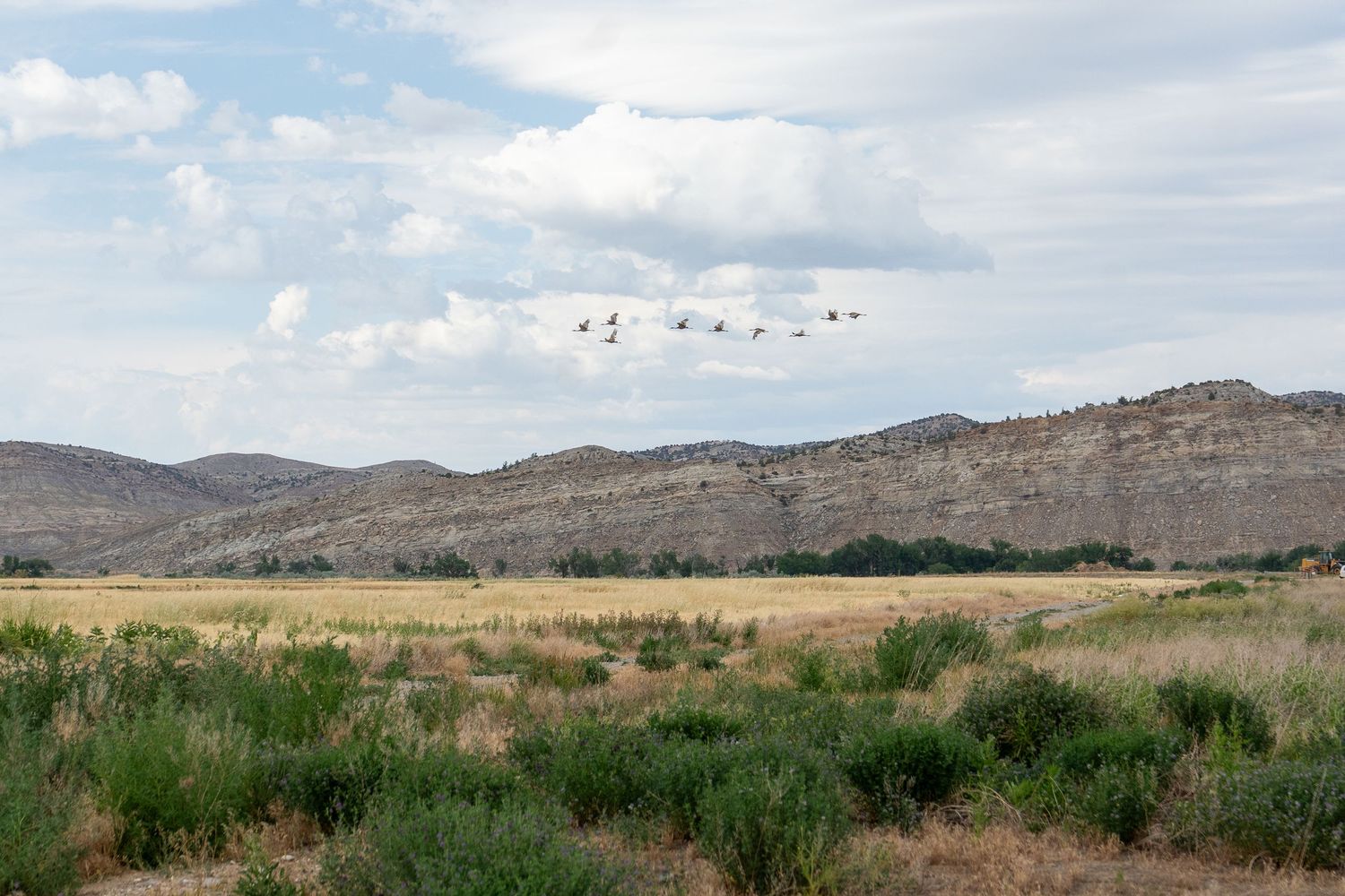 A flock of birds flying over a vast open field with green shrubs and golden grass, backed by rocky hills under a cloudy sky.
