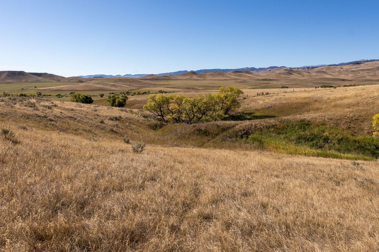 Golden grasslands stretch across rolling hills under a clear blue sky with distant mountains on the horizon.