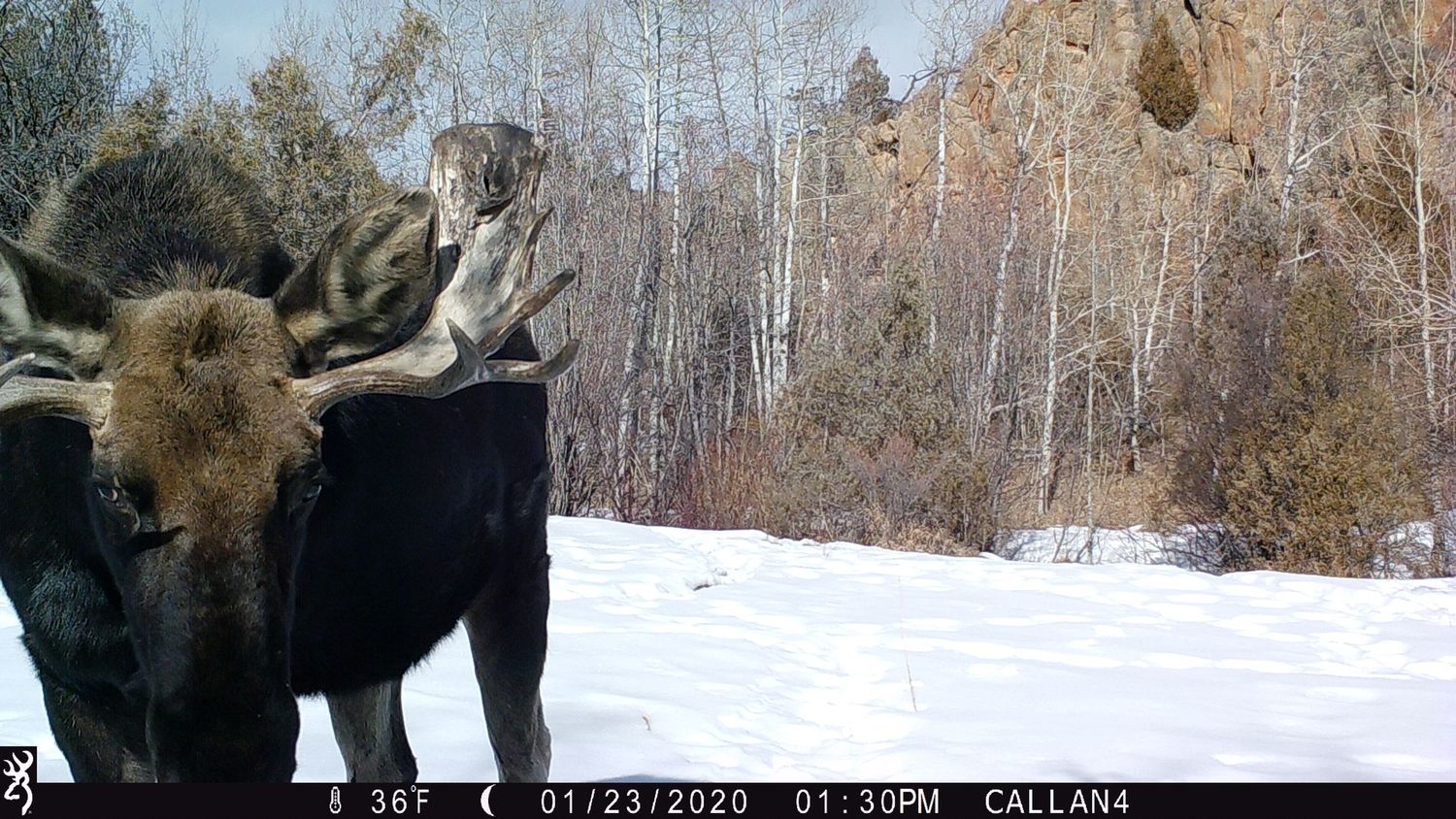 A bull moose stands in a snowy forest clearing with bare aspen trees and rocky cliffs in winter.