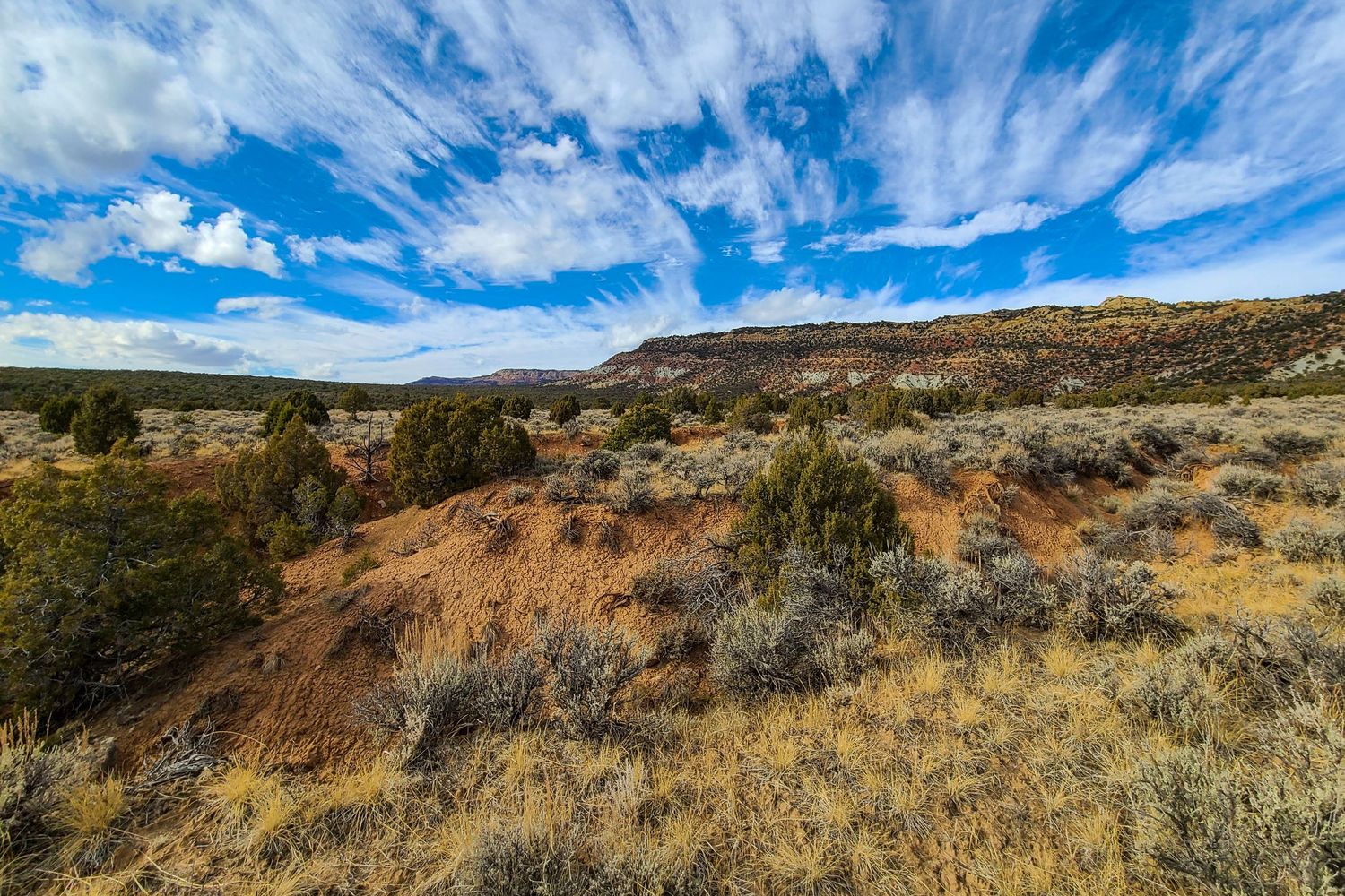 Arid desert landscape with sagebrush, red soil, juniper trees, and mesa under dramatic blue sky with wispy clouds.