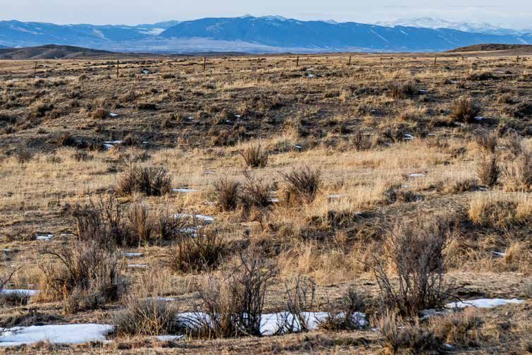 Vast winter prairie landscape with dry golden grasses, sparse shrubs, patches of snow, and snow-capped mountains in the distance.